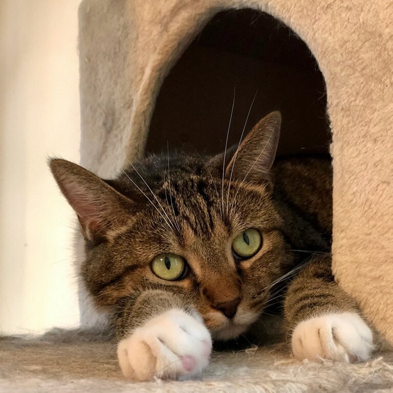 Bashful, an adoptable Tabby, Domestic Short Hair in Nashville, TN, 37216 | Photo Image 6