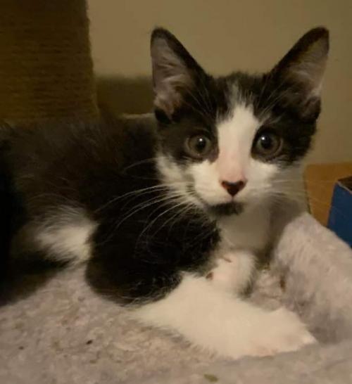 Cat For Adoption Rocky Road Kitten A Tuxedo Mix In Knoxville Tn Petfinder