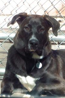 Aldo, an adoptable Black Labrador Retriever & Great Dane Mix in Green Valley, AZ_image-3
