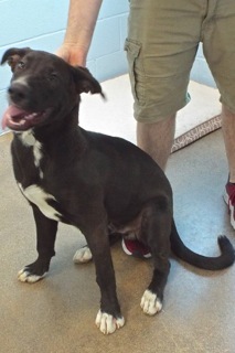 Aldo, an adoptable Black Labrador Retriever & Great Dane Mix in Green Valley, AZ_image-4