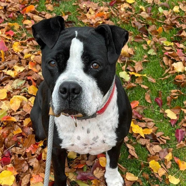 Bismarck, an adoptable American Bulldog Mix in Lake Odessa, MI_image-1