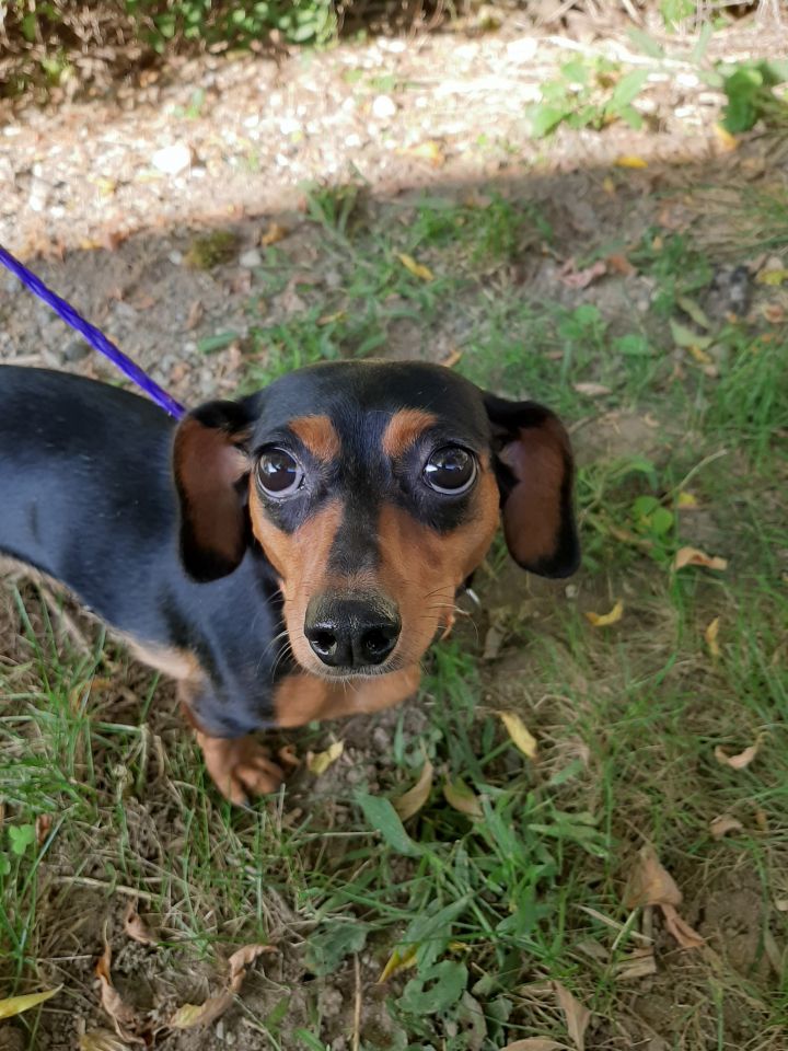 Gillian, an adoptable Dachshund Mix in Lake Odessa, MI