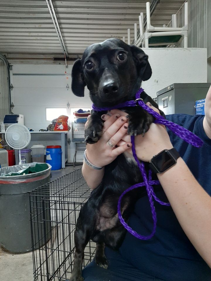 Earl, an adoptable Dachshund Mix in Lake Odessa, MI