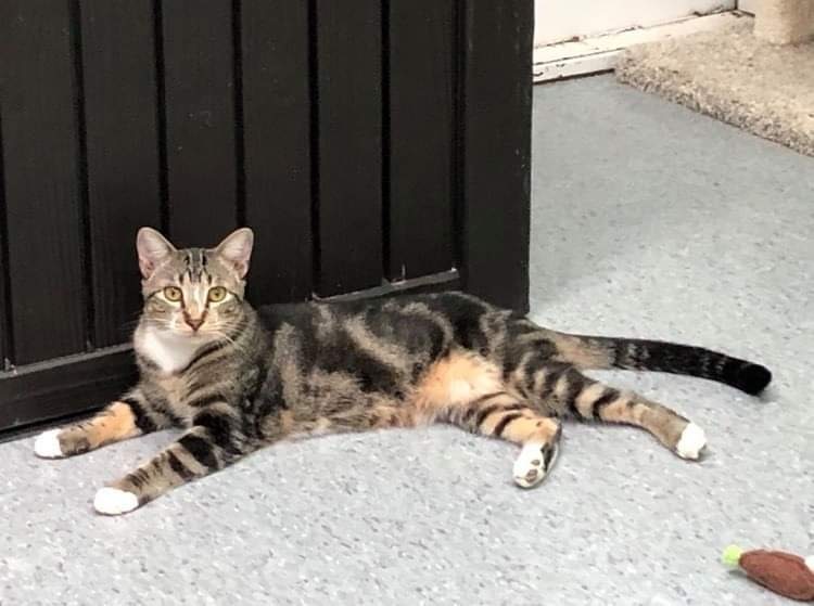 Spice, an adoptable Domestic Short Hair in Weatherford, TX, 76086 | Photo Image 2