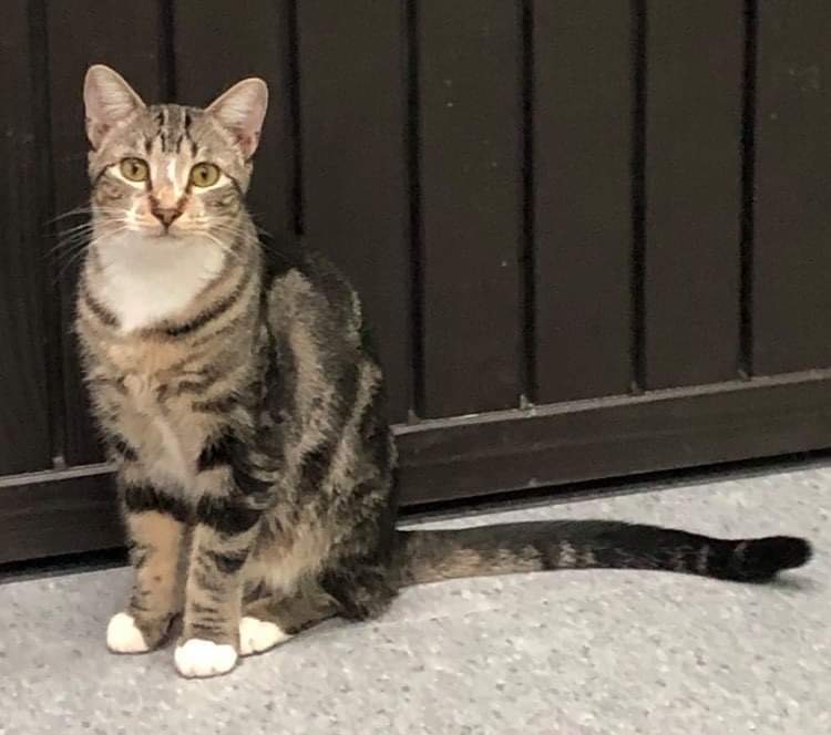 Spice, an adoptable Domestic Short Hair in Weatherford, TX, 76086 | Photo Image 3