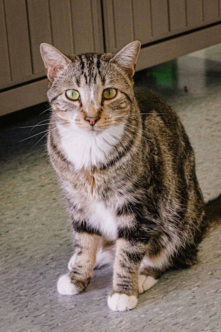 Spice, an adoptable Domestic Short Hair in Weatherford, TX, 76086 | Photo Image 4