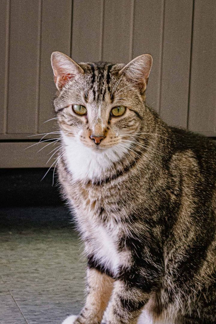 Spice, an adoptable Domestic Short Hair in Weatherford, TX, 76086 | Photo Image 5