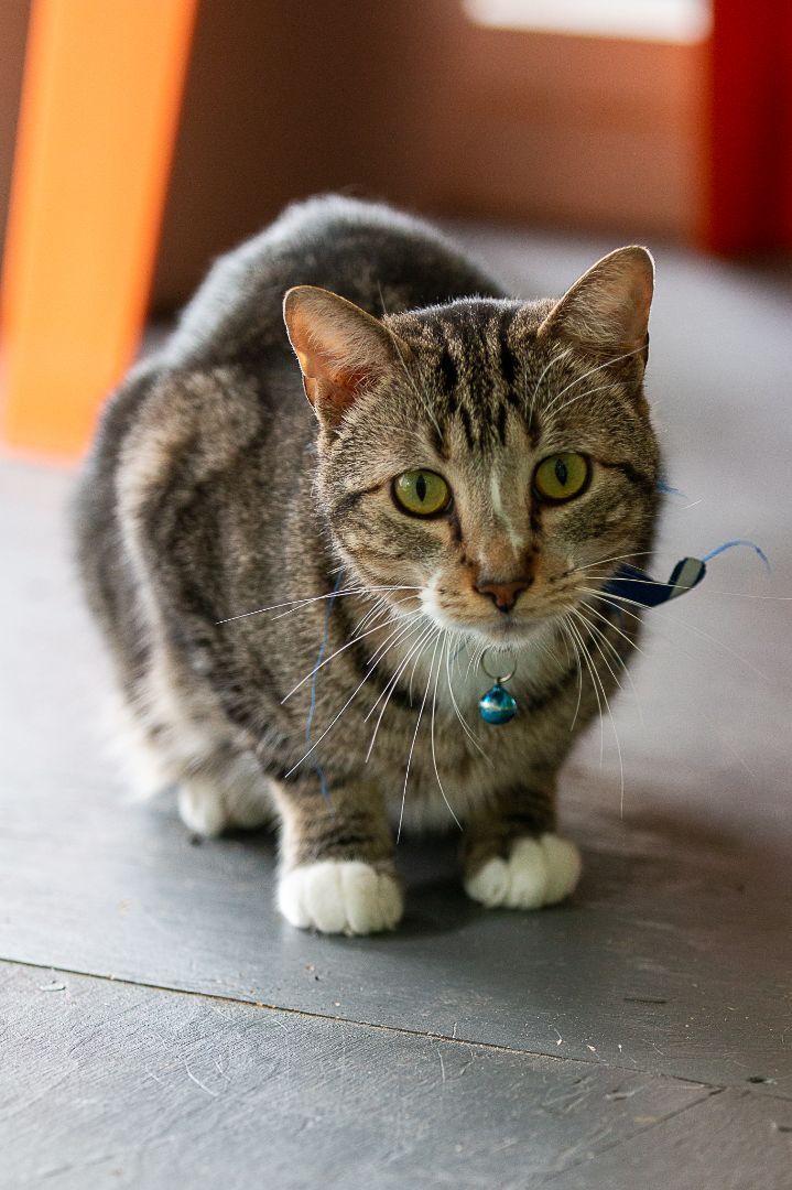 Spice, an adoptable Domestic Short Hair in Weatherford, TX, 76086 | Photo Image 1