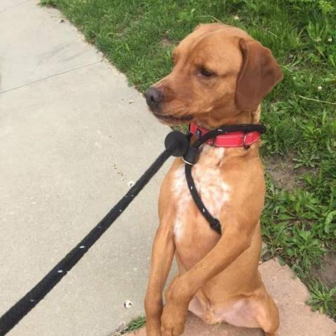 Charlie, an adoptable Hound in Wichita, KS, 67278 | Photo Image 2