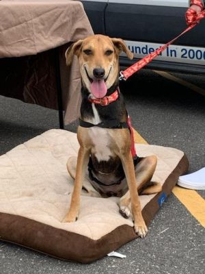 Jalsa and Juhi Indian Saluki Greyhound