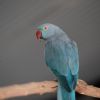 Delilah photo 1