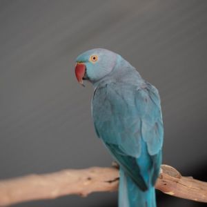 Delilah