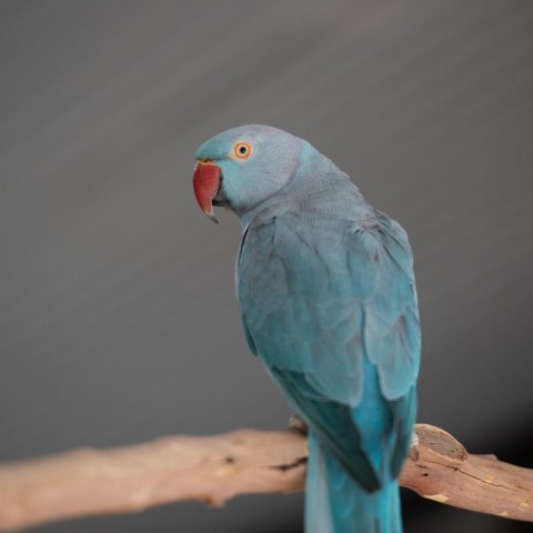 Delilah
