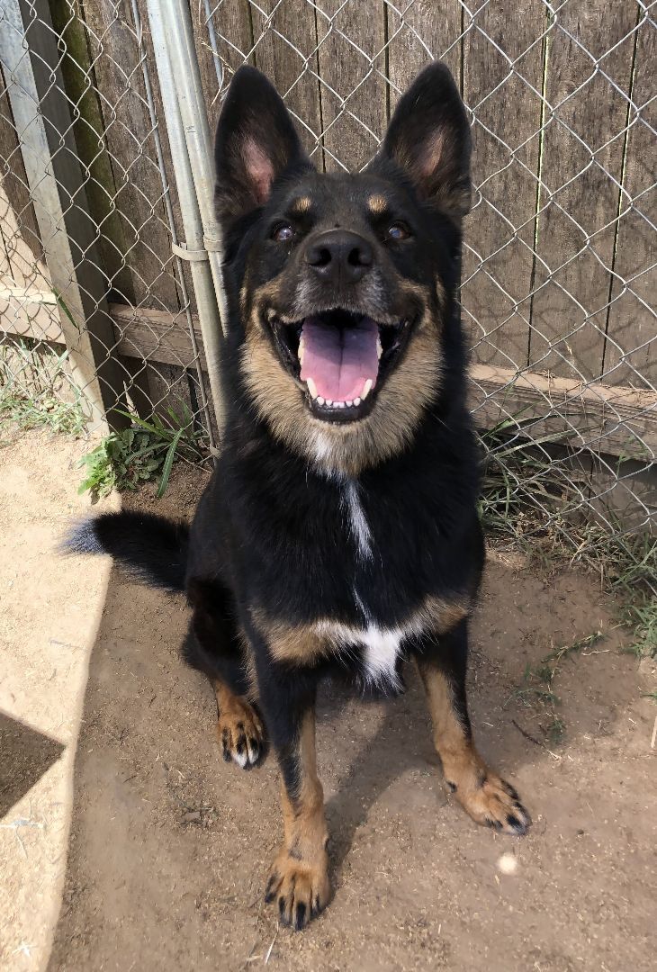 Theo, an adoptable German Shepherd Dog in Tulsa, OK, 74152 | Photo Image 1