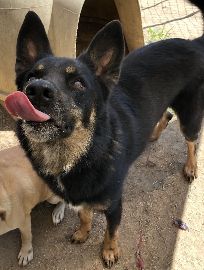 Theo, an adoptable German Shepherd Dog in Tulsa, OK, 74152 | Photo Image 2