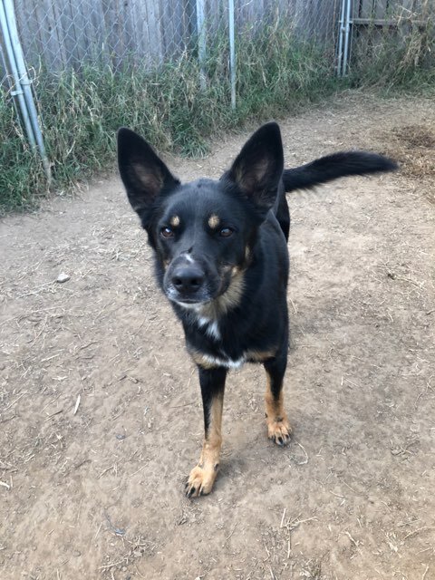 Theo, an adoptable German Shepherd Dog in Tulsa, OK, 74152 | Photo Image 4