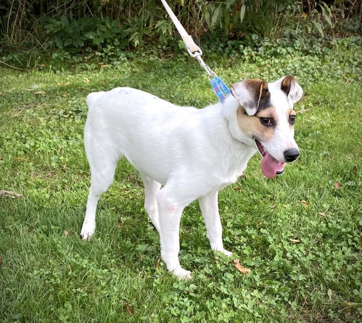 Jill, an adopted Jack Russell Terrier & Terrier Mix in Kittanning, PA_image-2