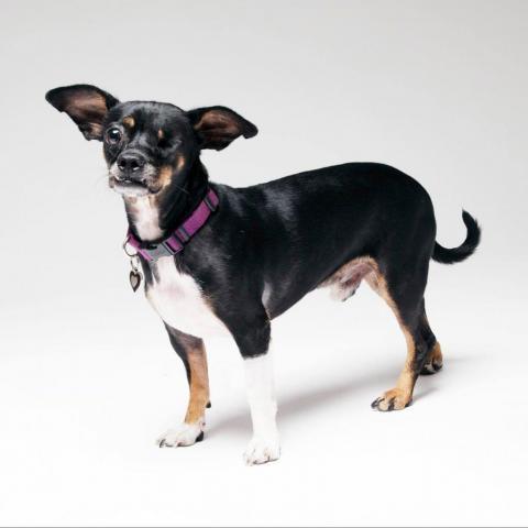 Leonardo, an adoptable Chihuahua, Pug in Round Rock, TX, 78664 | Photo Image 1