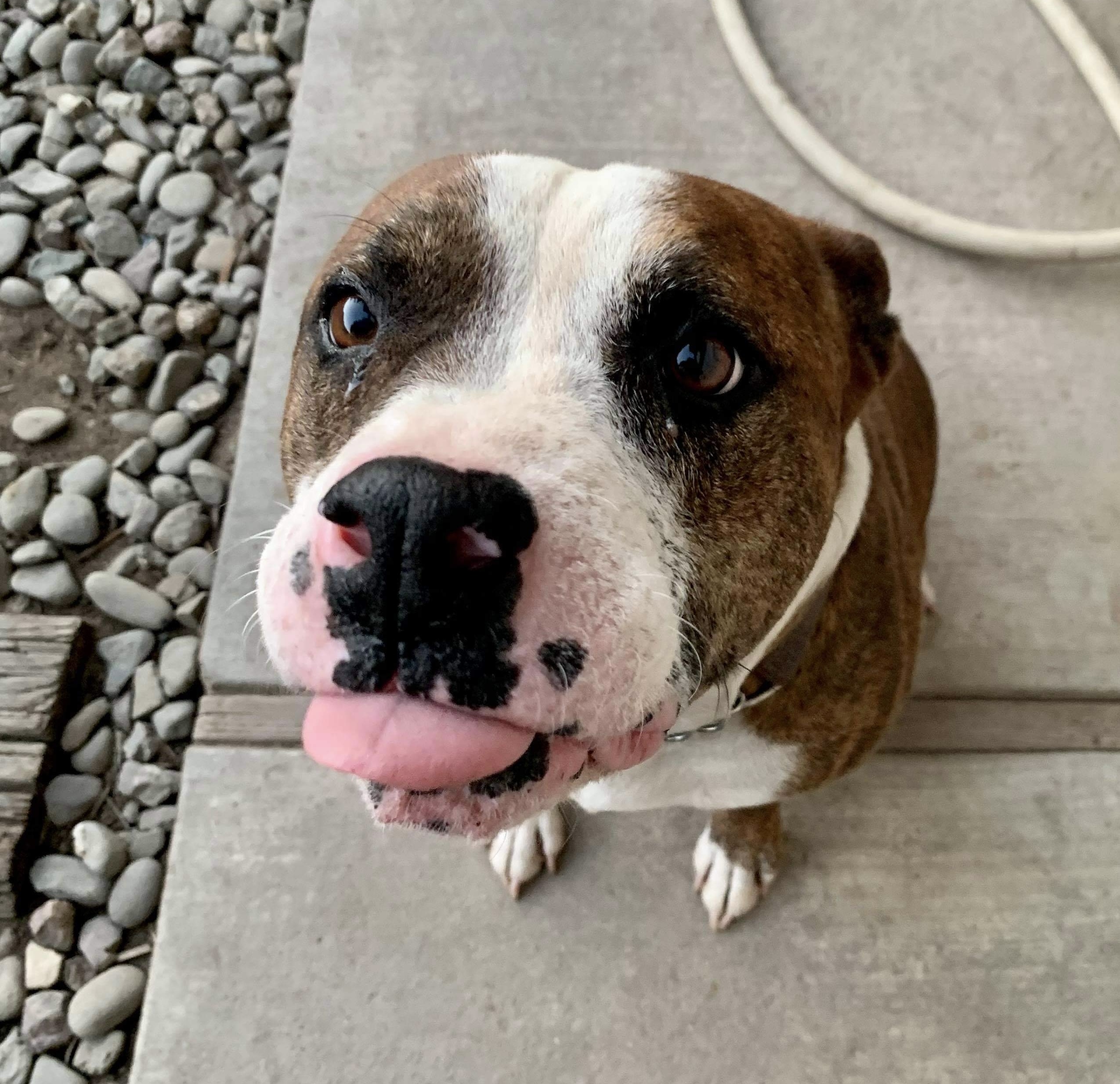 Joey, an adoptable Pit Bull Terrier in Stockton, CA, 95209 | Photo Image 2