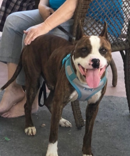 Joey, an adoptable Pit Bull Terrier in Stockton, CA, 95209 | Photo Image 3