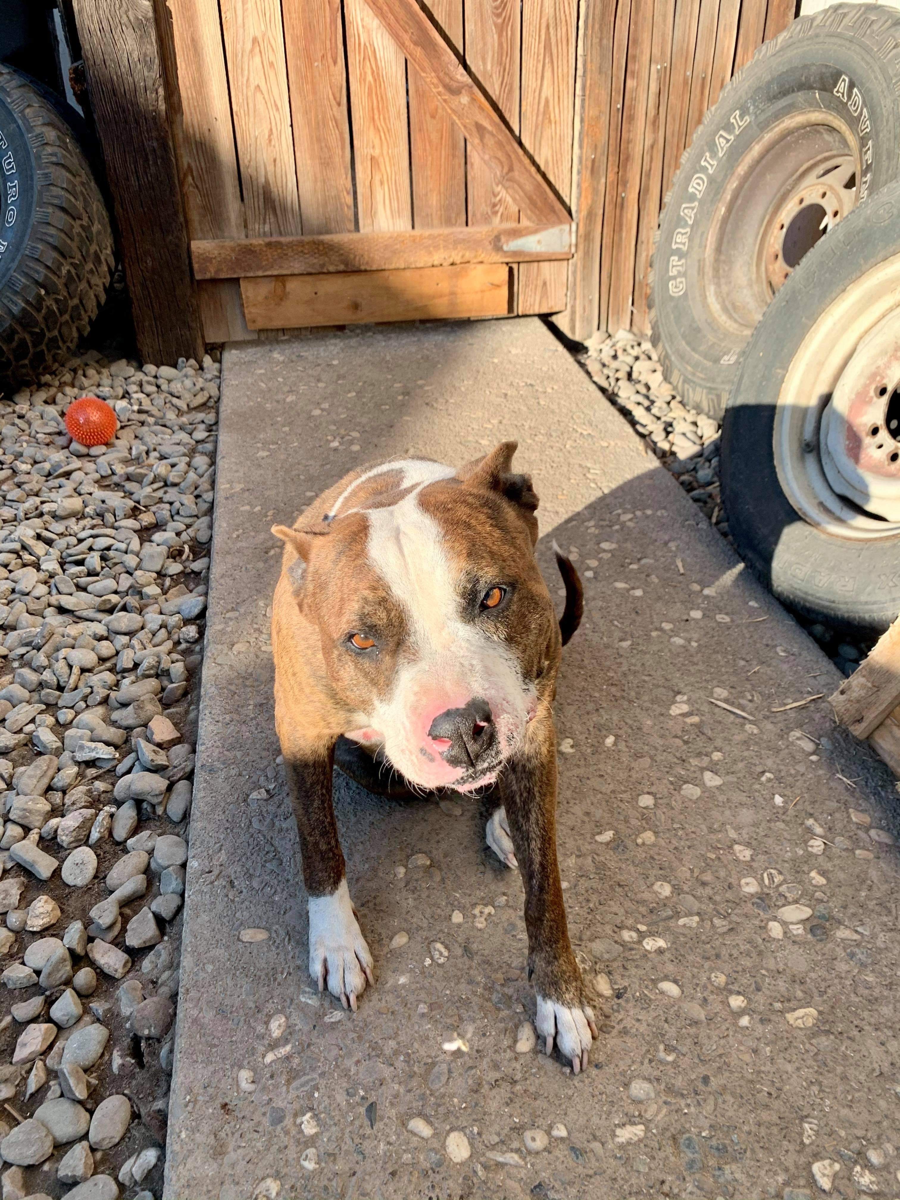 Joey, an adoptable Pit Bull Terrier in Stockton, CA, 95209 | Photo Image 4