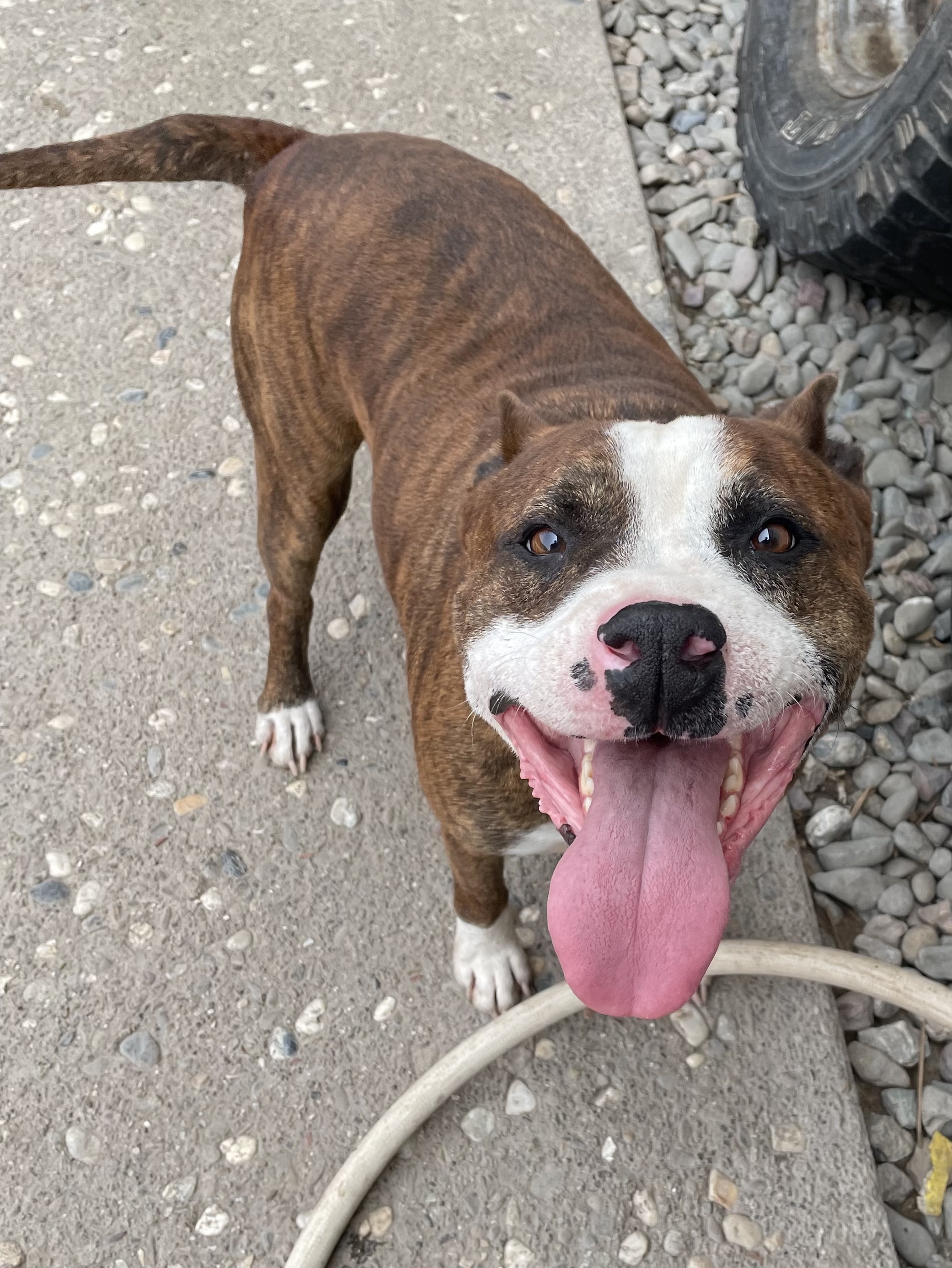 Joey, an adoptable Pit Bull Terrier in Stockton, CA, 95209 | Photo Image 5