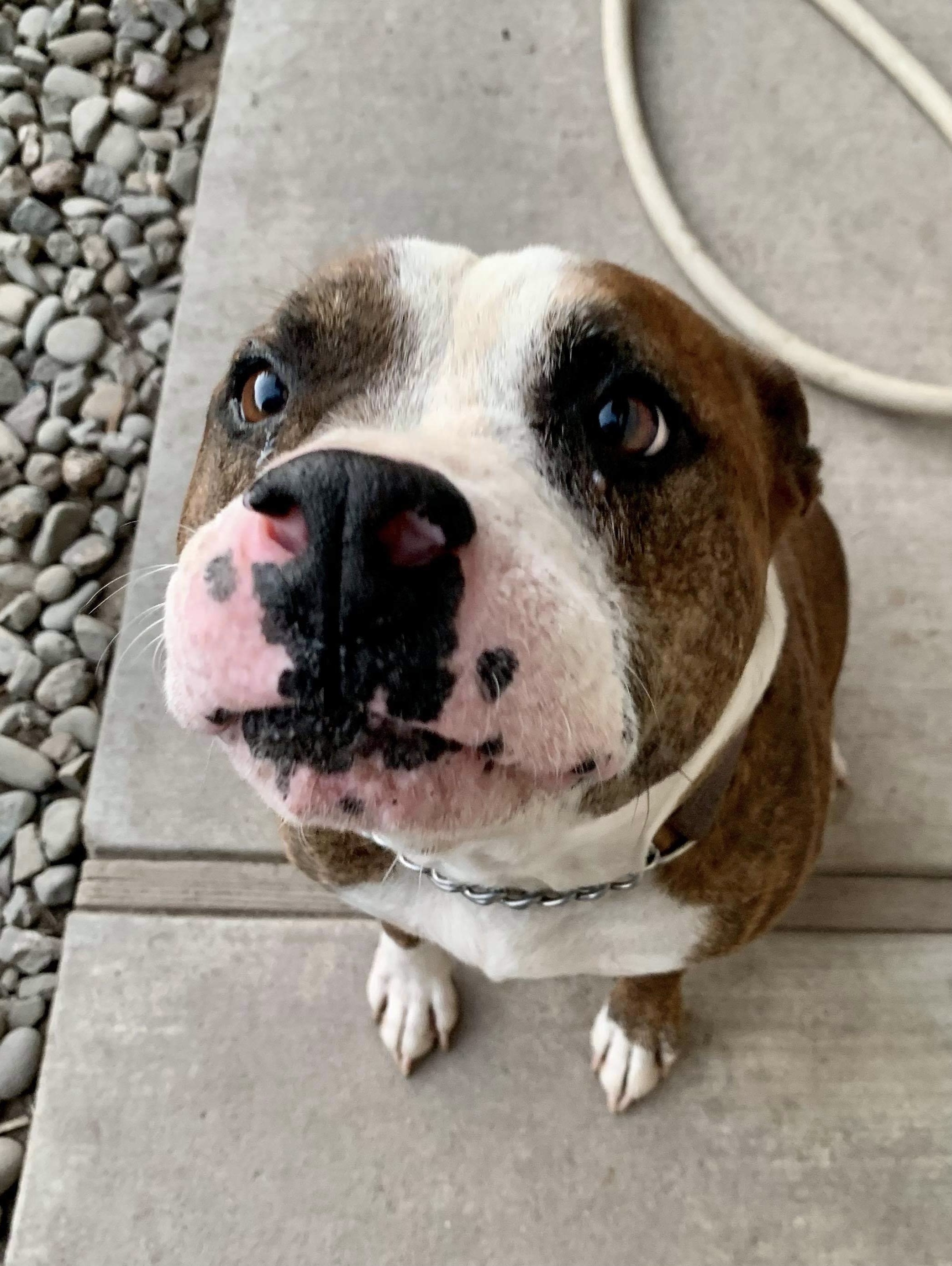 Joey, an adoptable Pit Bull Terrier in Stockton, CA, 95209 | Photo Image 6