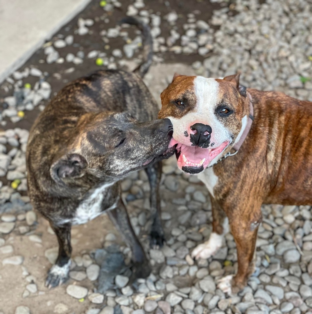 Joey, an adoptable Pit Bull Terrier in San Francisco, CA, 94112 | Photo Image 1