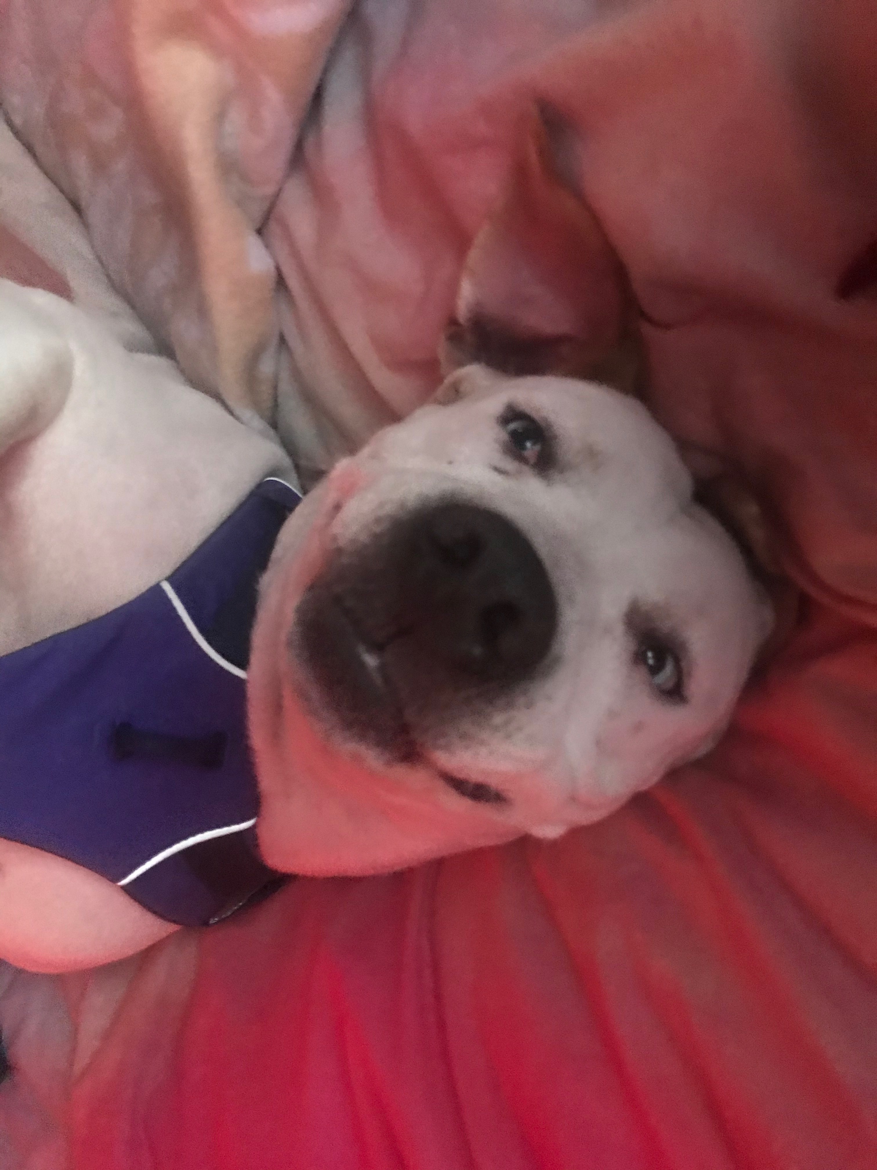 Annie, an adoptable Pit Bull Terrier in Stockton, CA, 95209 | Photo Image 1