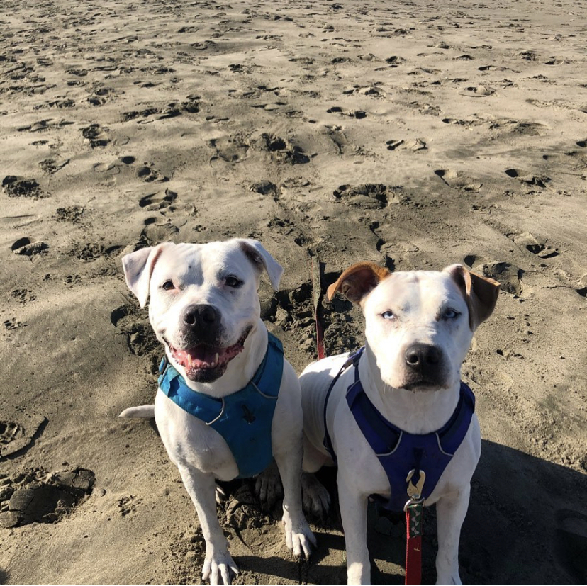 Annie, an adoptable Pit Bull Terrier in Stockton, CA, 95209 | Photo Image 2