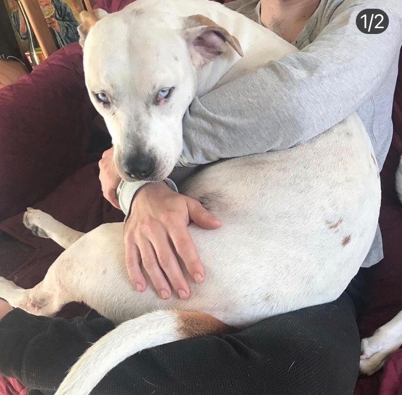 Annie, an adoptable Pit Bull Terrier in Stockton, CA, 95209 | Photo Image 3