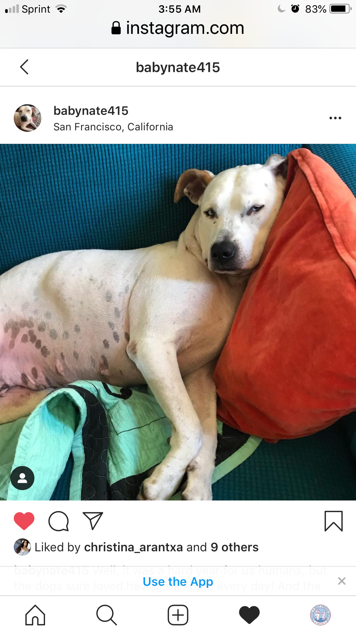 Annie, an adoptable Pit Bull Terrier in Stockton, CA, 95209 | Photo Image 4