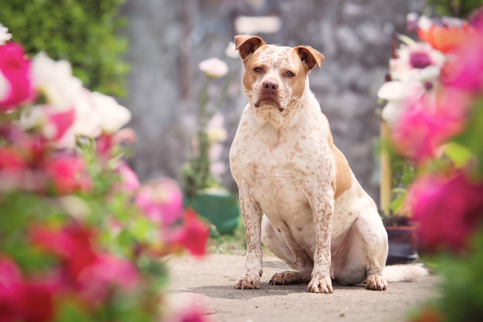 Leona, an adoptable Cattle Dog, Pit Bull Terrier in Boston, KY, 40107 | Photo Image 1