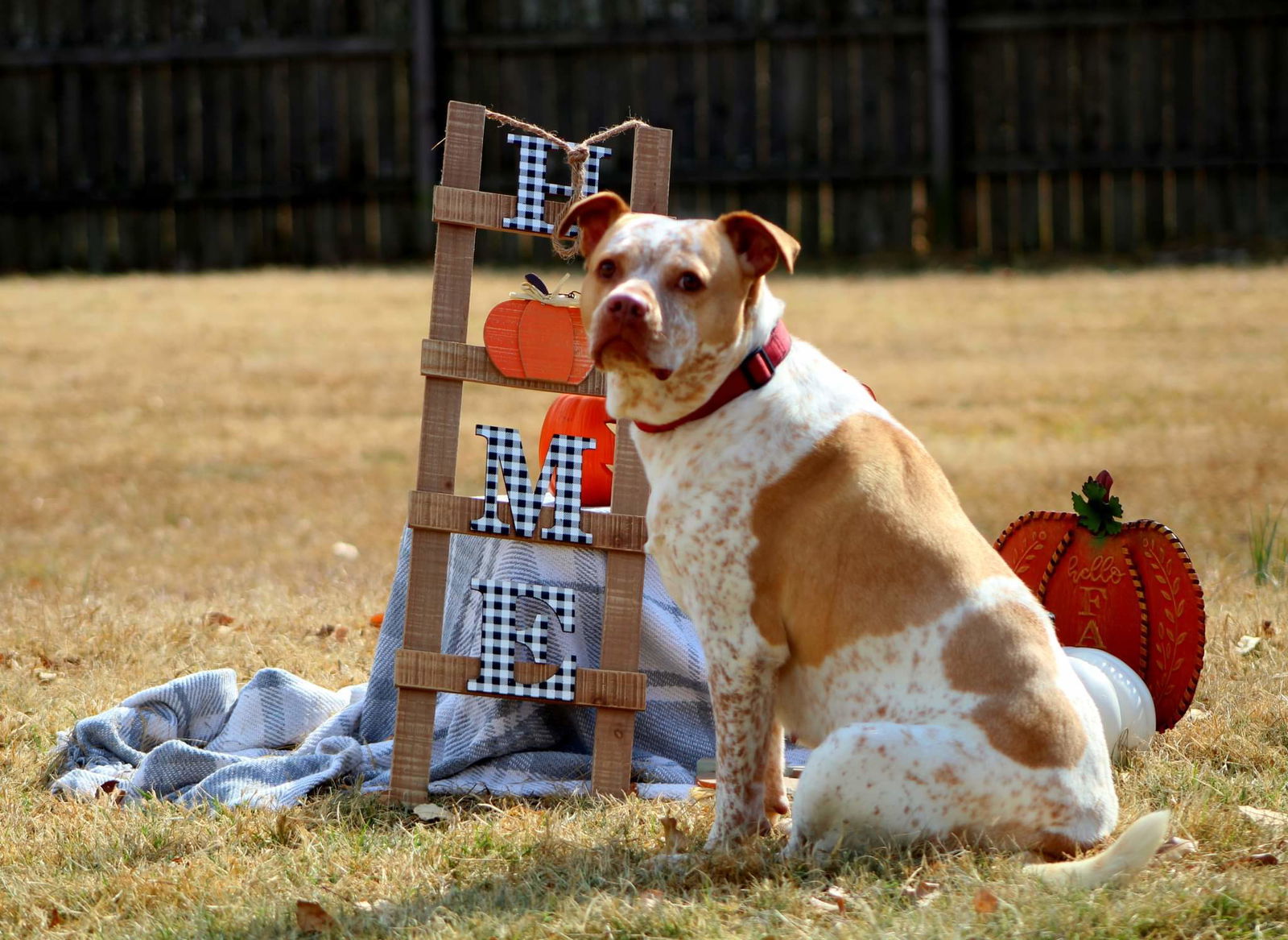 Leona, an adoptable Cattle Dog, Pit Bull Terrier in Boston, KY, 40107 | Photo Image 2