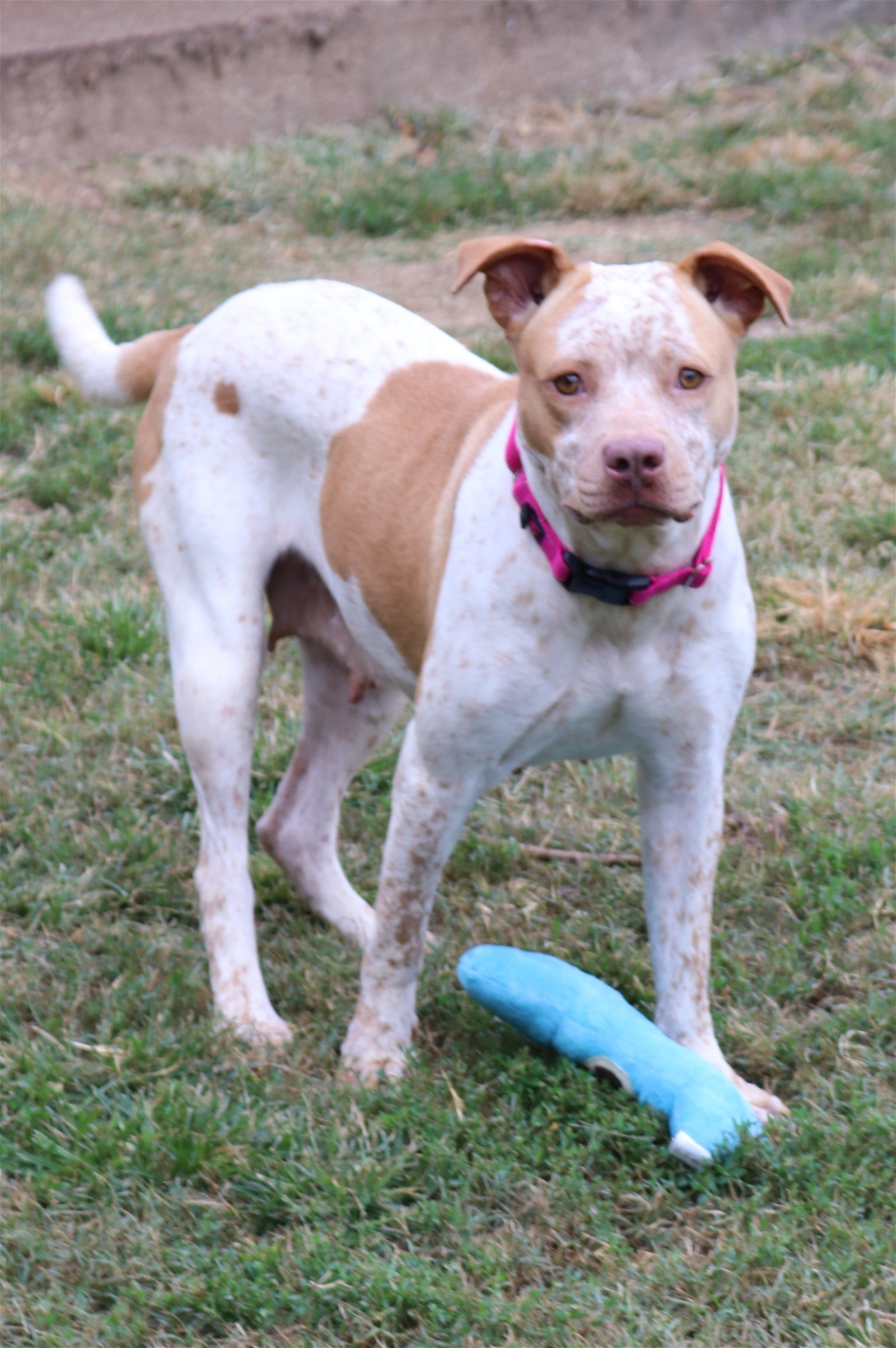 Leona, an adoptable Cattle Dog, Pit Bull Terrier in Boston, KY, 40107 | Photo Image 3