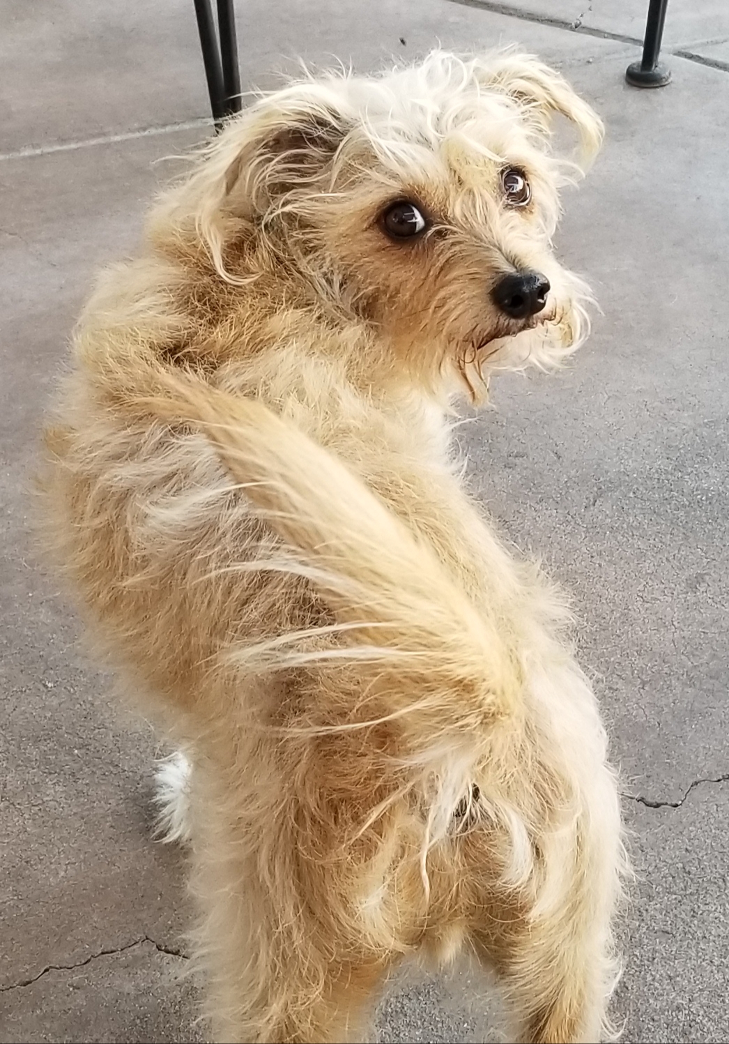 Norwich Terrier And Yorkie Mix - Cute of Animals