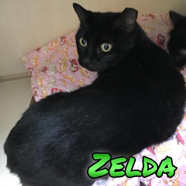 Zelda, an adoptable Domestic Short Hair in Sandy, UT, 84070 | Photo Image 1