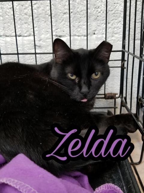 Zelda, an adoptable Domestic Short Hair in Sandy, UT, 84070 | Photo Image 2