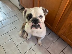 Petey is the sweetest boy This 1-year old puppy is full of joy and loves to play with toys and