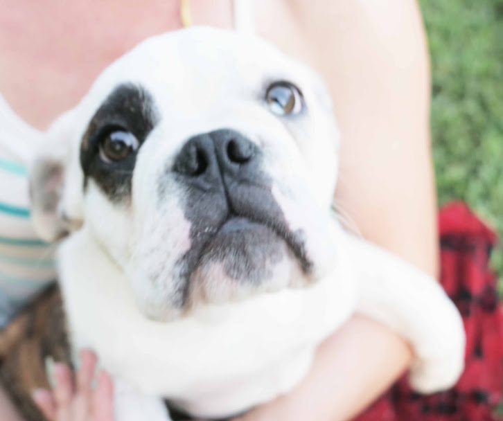 Petey, an adoptable English Bulldog in New Orleans, LA, 70119 | Photo Image 3