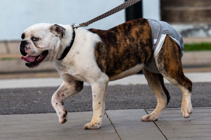 Petey, an adoptable English Bulldog in New Orleans, LA_image-4