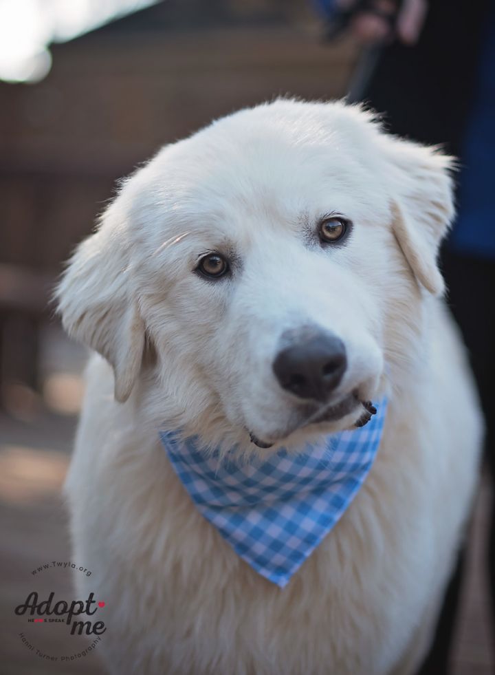 Lewis, an adopted Great Pyrenees in Kingwood, TX_image-1