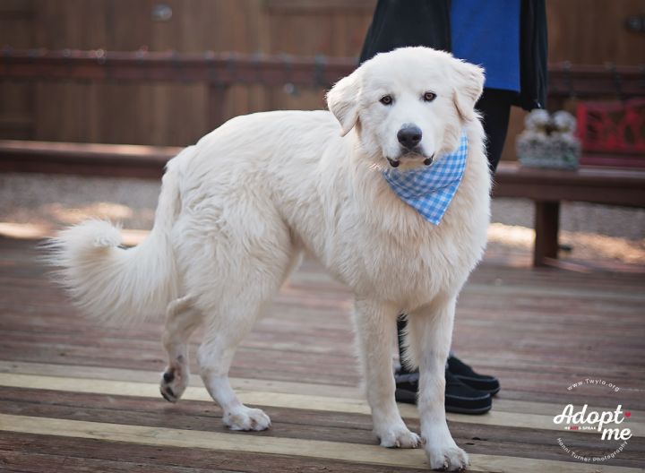 Lewis, an adopted Great Pyrenees in Kingwood, TX_image-3