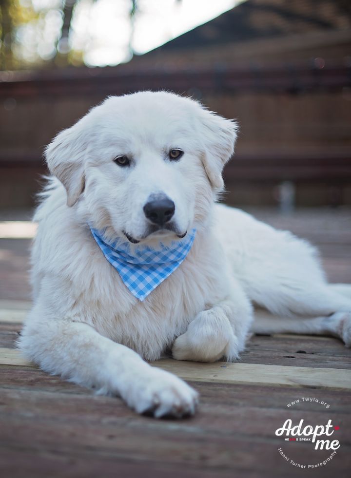 Lewis, an adopted Great Pyrenees in Kingwood, TX_image-4
