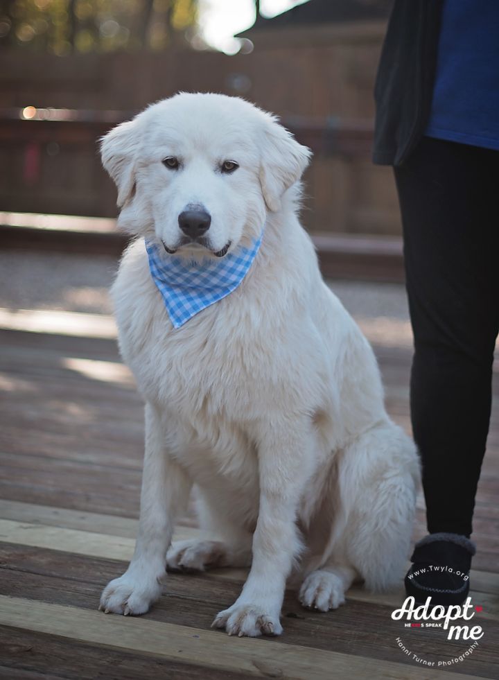 Lewis, an adopted Great Pyrenees in Kingwood, TX_image-5