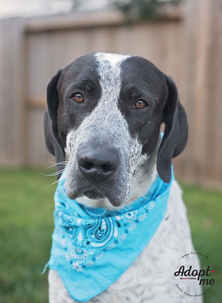Clark, an adopted Bluetick Coonhound & Bloodhound Mix in Kingwood, TX_image-2