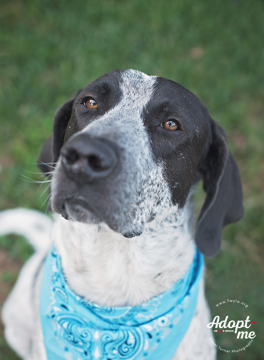 Dog for adoption - Clark, a Bluetick Coonhound & Bloodhound Mix in ...