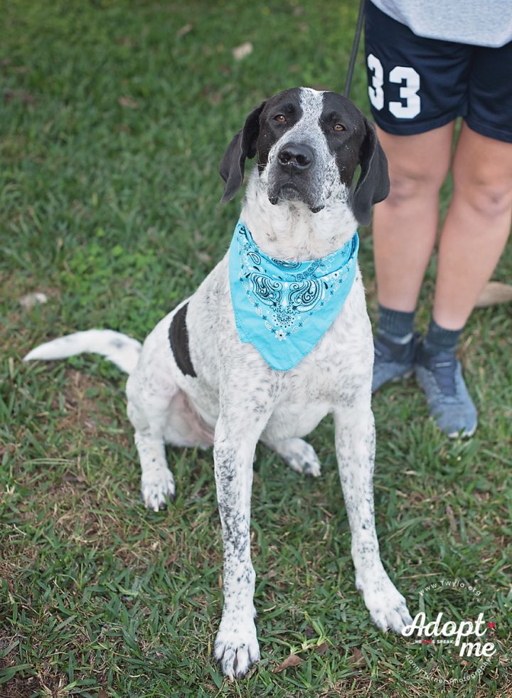 Clark, an adopted Bluetick Coonhound & Bloodhound Mix in Kingwood, TX_image-3