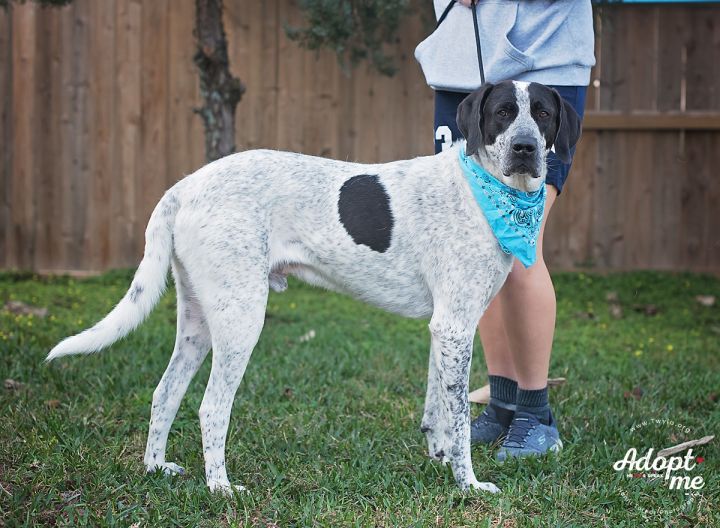 Clark, an adopted Bluetick Coonhound & Bloodhound Mix in Kingwood, TX_image-6