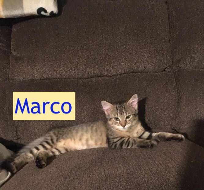 Marco (Tammy's foster)